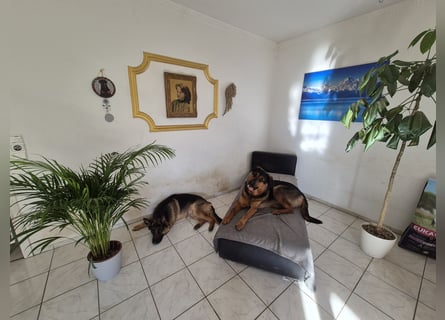Rottweiler Schäferhund Mischling