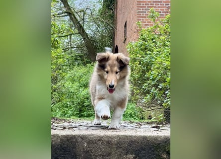 Colliewelpe im amerikanischen Typ