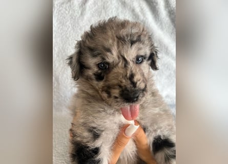 Süße Border Collie -Mudi mix Welpen