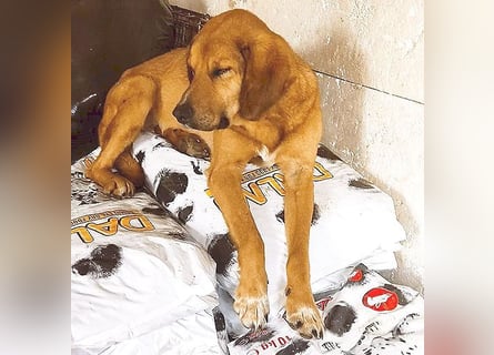 ❤️ wundervoller Familienhund ZUCO - 7 Jahre, 50cm - Mischling
