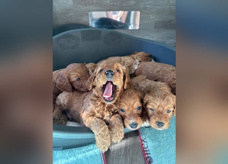 Cockerpoo / Cockapoo Welpen
