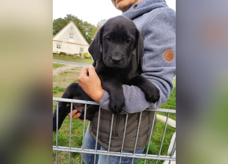 Wir haben ab 05.04. Reinrassige Labrador Welpen abzugeben