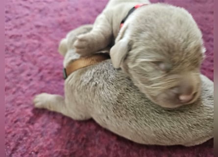 Labrador silber Welpen mit Ahnennachweis 12.08.24 geboren