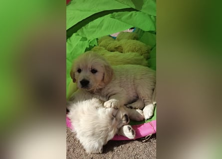 Golden Retriever Welpen