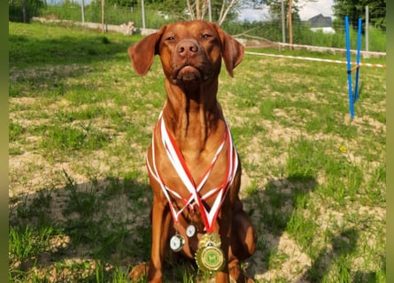 Szczeniaki  Rhodesian Ridgeback/ Pies/Suka Rhodesian Ridgeback/ welpen rhodesian