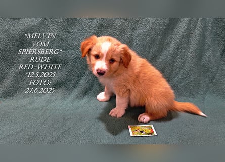 Border Collie-Welpen , black-,choco-,red-white und red-,black-merle