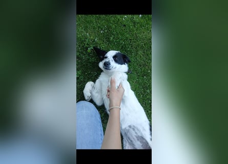 Josie sucht Herzensmensch fürs Leben