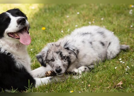Süße Border Collie -Mudi mix Welpen
