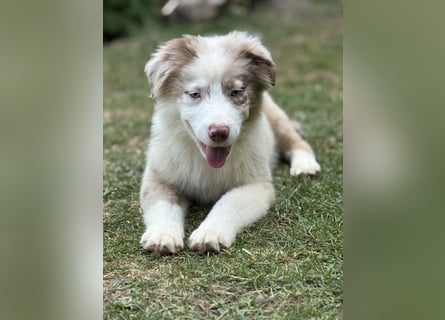 Tolle Australian Shepherd Welpen suchen Ihre Herzenfank