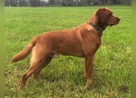 Zauberhafte Labradorwelpen, foxred