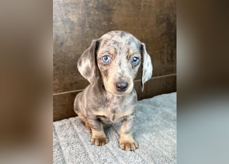 Zwerg Dackel Welpen in besonderen Farben (blue / choco / Harlekin) suchen tolles Zuhause