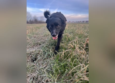 Labrador - Flat Coated Retriever Mix Rüde (5-7 Jahre, kastriert), freundlicher Anfängerhund
