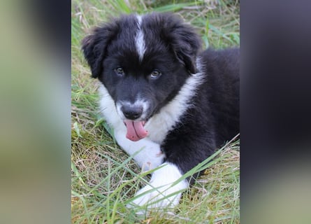 Australian Shepherd Welpe (reinrassig)
