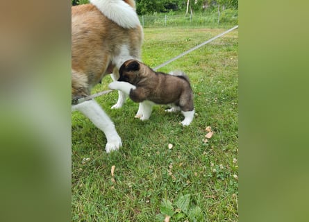 Amerikanische Akita