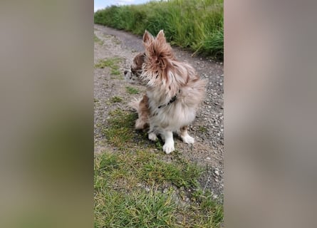 Verschmuster Chihuahua Rüde