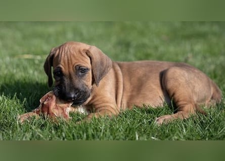 Rhodesian Ridgeback Welpen