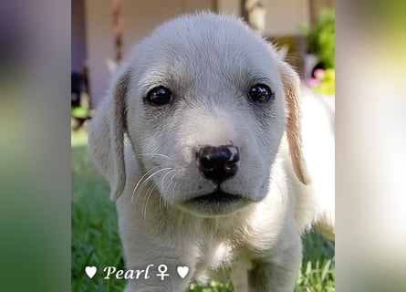 Biscuit, Casper, Pearl, Lily und Dove  suchen ihre Familie ab Oktober