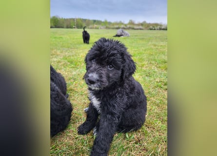 Bergamasker Barbet Mix Doodle Bergamasco Franz. Wasserhund Bergadoodle für Allergiker nicht haarend