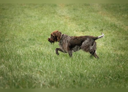 Griffon Korthals Vorstehhund Jagdhund