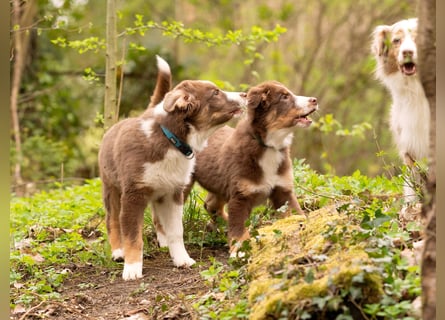 Australian Shepherd Welpen Rüden, ASCA