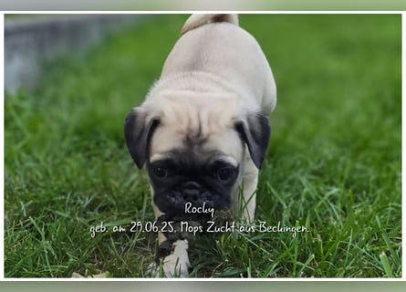 Mops Welpen