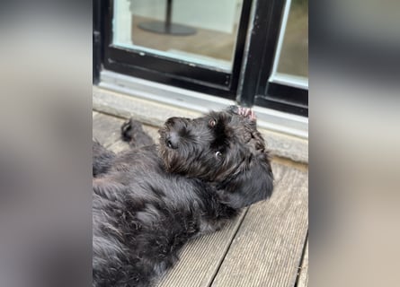 "Pumi“ – junge Schnauzer-Pumi-Mix Hündin sucht ländliches Zuhause