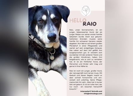 Raio sucht seinen Hof