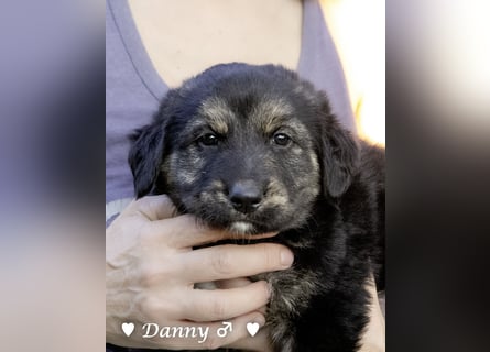Danny,Debbie, Diddie, Donald und Devito suchen ein Zuhause