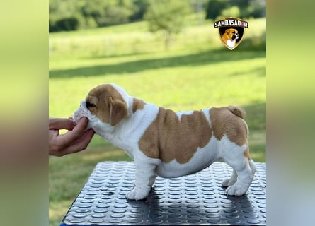 Englischen Bulldogge