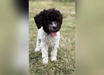 Lagotto Romagnolo – Hochwertige Welpen aus der registrierten Zuchtstätte King of the Truffles