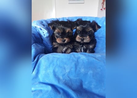 Yorkshire Terrier Welpen black and tan mit Ahnentafel