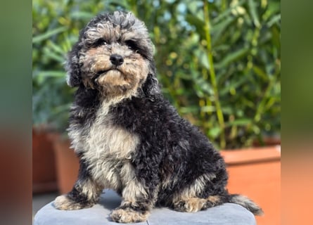 Cavapoo welpen