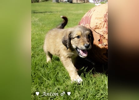 Annie und ihre Geschwister suchen ein Zuhause