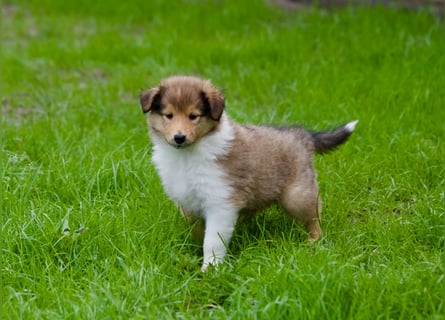 Wundervolle Collie-Welpen suchen ein liebevolles Zuhause