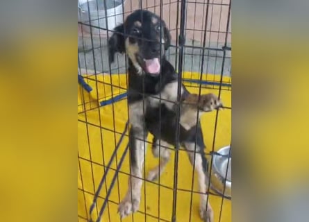 Liberotto: süßer Fratz sucht Kuschelplatz