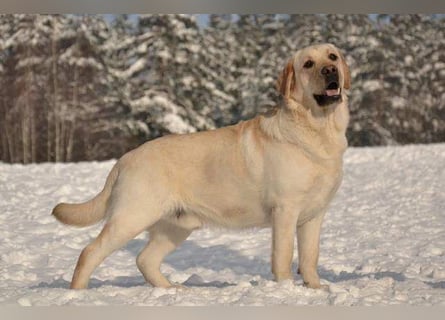 Labrador Welpen mit Ahnentafel, abzugeben ab Mitte /Ende Mai