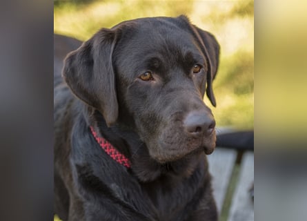 Labrador Deckrüde mit ZZL, decksicher, reinerbig braun chocolate nach FCI Standard, kein Verkauf!