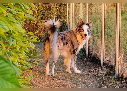 Traumhund: ruhiger & verschmuster Border Collie