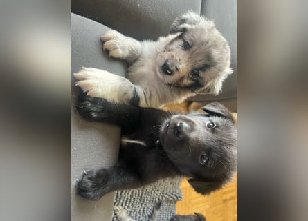 Süße Border Collie -Mudi mix Welpen