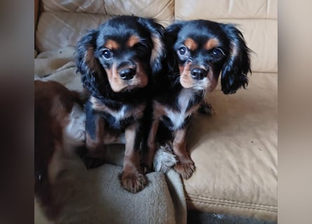 Kavalier king charles spaniel Welpen