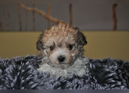 Wunderschöne Yorkipoo Welpen in Sonderlackierung