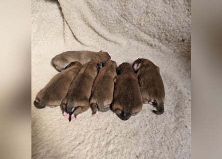 Wunderschöne Shiba Inu Welpen suchen ein liebevolles Zuhause!