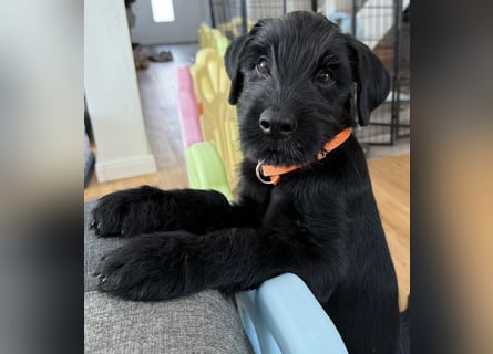 Mittelschnauzer Welpe Rüde
