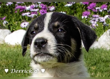 Derrick sucht ab Ende Juni ein liebevolles Zuhause