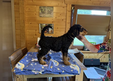 Airedale Welpen vom Uranusfels