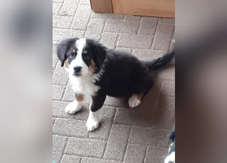 Bernersennen/Australian Shepherd Rüde TAMME  ,9 Monate alt