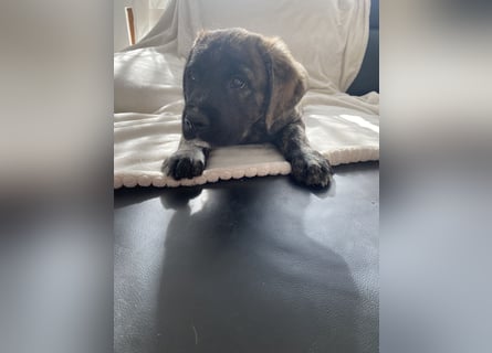Wunderschöne Cane Corso Mix Welpen zu verkaufen in Formentino und gestromt