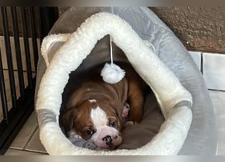Continental Bulldog Welpen