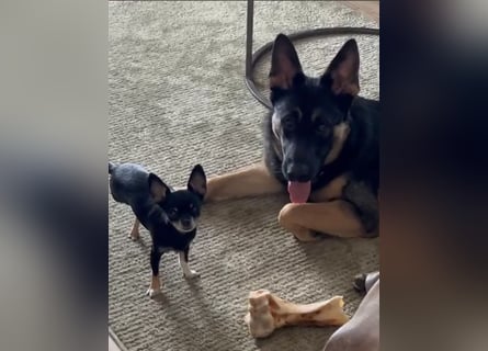 Lieber Schäferhund Rüde