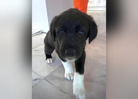 Wunderschöne Welpen aus Hamburg suchen ein liebevolles Zuhause 